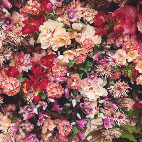 Stellar_Stems_Gallery_500x500-4